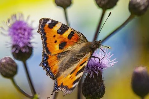 Macro of small tortoiseshell (Aglais urticae) butterfly on thistle Stock Photos