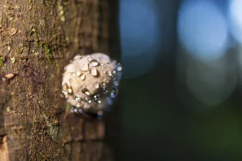 Macro of a small wild mushroom covered in glistening water drops on a tree .. Stock Photos