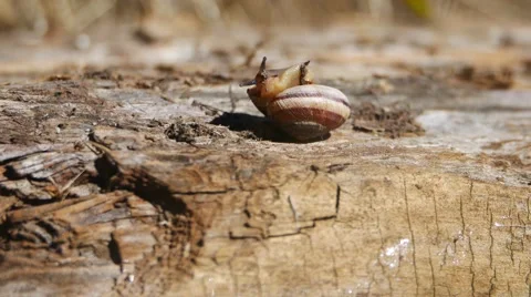 Macro Snail 4K UHD Stock Footage 54262591