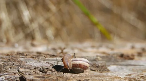 Macro Snail 4K UHD Stock Footage 54262852