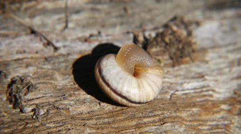 Macro Snail 4K UHD Stock Footage 54262899