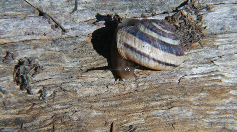Macro Snail 4K UHD Stock Footage 54263066