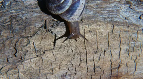 Macro Snail 4K UHD Stock Footage 54263131