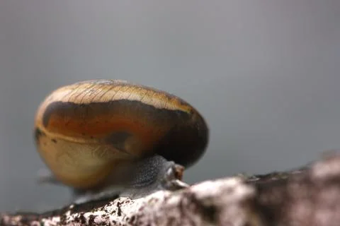 Macro of snail back view Stock Photos