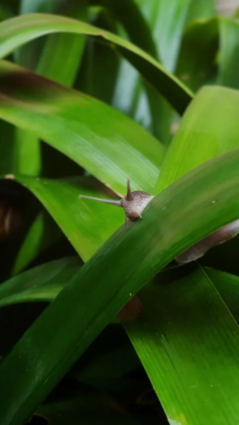 Macro snail crawling across green leaf in lush Portugal nature Stock Footage 339221478