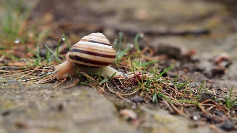 Macro Snail Crawling with Dew Drops Stock Footage 308358907
