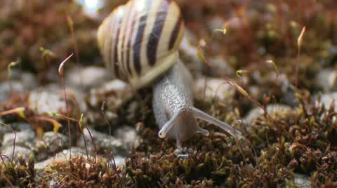 Macro of snail crawling Vídeo Stock 15787388