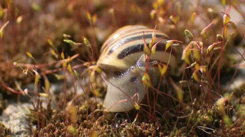 Macro snail crawling Vídeo Stock 15788903