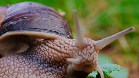 Macro of snail extending it's eyes Stock Footage