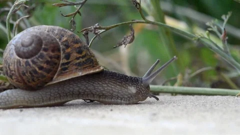 Macro Snail Stock Footage 91226399