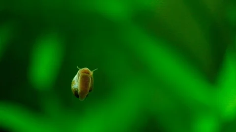 Macro: Snail Video stock 119228247