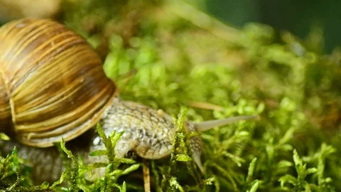 Macro Snail Forest. The snail crawls along the forest moss 42 Stock Footage 94923806