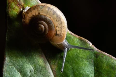 Macro snail on green leaf Stock Photos