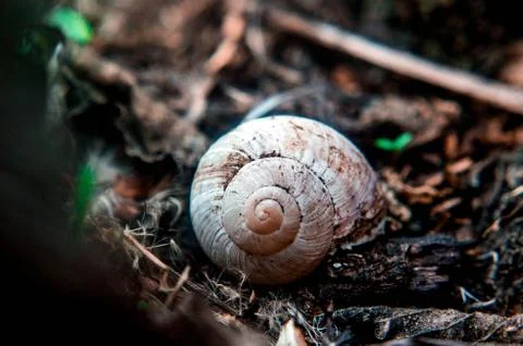 Macro of snail house Stock Photos