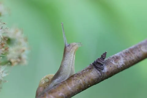 Macro of a Snail on a Leaf Stock Photos