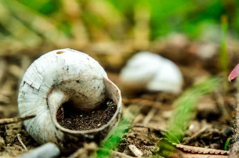 Macro of a snail Stock Photos