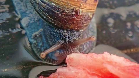 Macro of a Snail Reaching for Strawberry Stock Footage 335294118