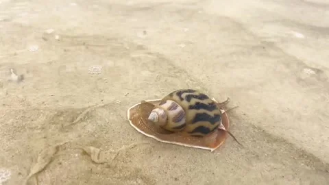 Macro Snail in Seashell on Beach Stock Footage 264013399