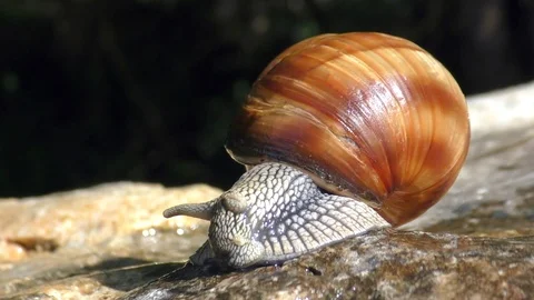 Macro snail sets horns crawls slowly on stone in sunlight Stock Footage 101531037