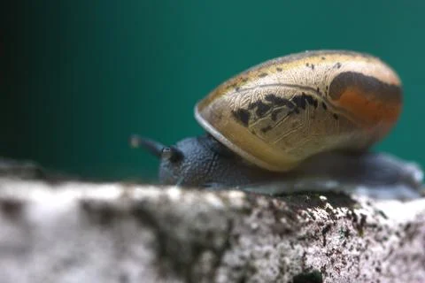 Macro of snail side view Stock Photos