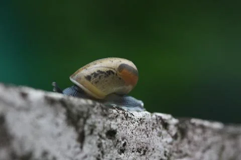 Macro of snail side view. Stock Photos