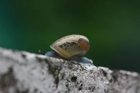 Macro of snail side view selective focus Stock Photos