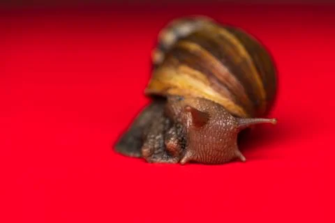 Macro snail in studio 스톡 사진