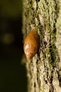 Macro snail on tree Stock Photos
