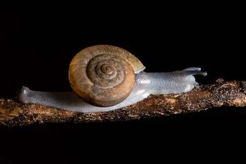 Macro snails walking on the branches. Stock Photos