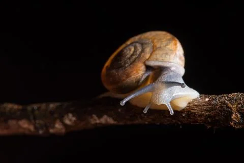 Macro snails walking on the branches. Stock Photos