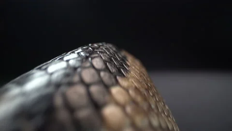 Macro Snake Scales Ball Python Stock Footage 137566441