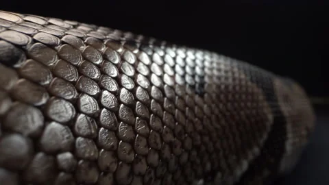 An image of a snake taken at macro scale