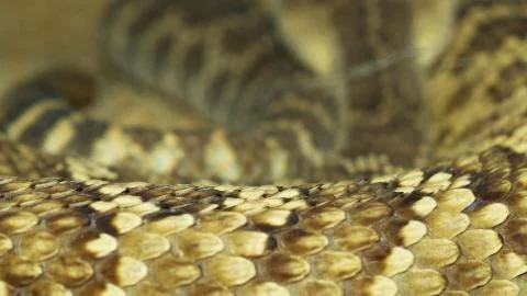 Macro snake scales Stock Photos