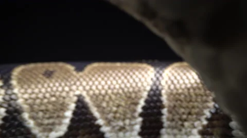 Macro Snake Through Ball Python 스톡 동영상 137567443