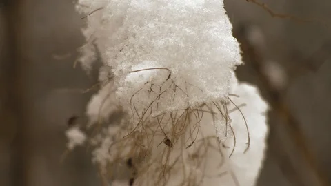 Macro, Snow Beam on a Bush in the Forest Stock Footage 101618286
