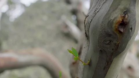 Macro Snow Gum tree trunk colour texture, Australia, Kosciuszko National Park Stock Footage 240926191