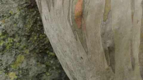 Macro on Snow Gum Trunk Colour and Texture, Australia, Kosciuszko National Park Stock Footage 240925631