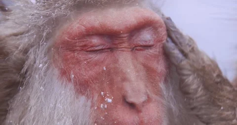 Macro of snow monkey face with eyelid being touched by grooming hand Stock-Footage 347158605