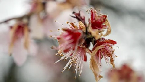Macro of snowflakes falling on cherry tree blossoms in slow-motion. Beauty .. Foto stock