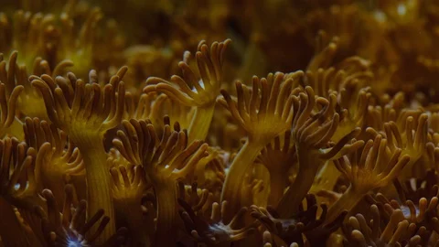 Macro of soft coral polyps . Underwater background. Stock Footage 129117834