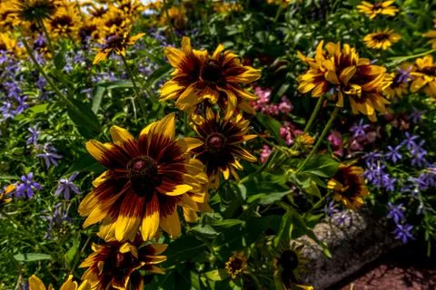 Macro, soft focus background. Coreopsis tinctoria flowers, summer huge flowers. Stock Photos
