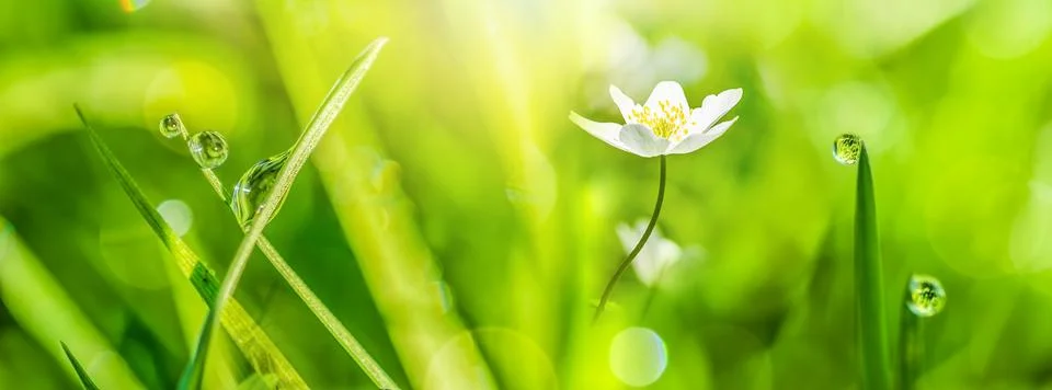 Macro with soft focus rain dew drops on a green grass leaves, anemone in sun Stock Photos