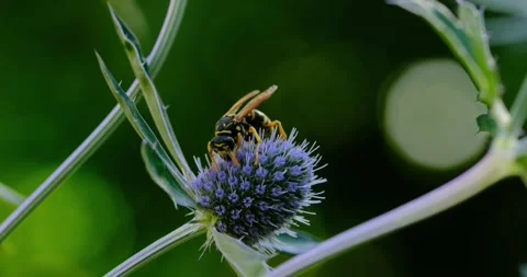 Macro of a Solidary wasp on a thistle in 4k at 120p Stock Footage 246218279