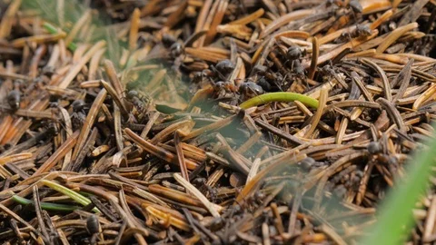A macro of some ants in an anthill Video stock 118977191