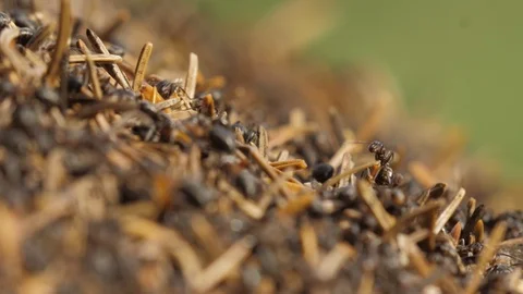 A macro of some ants in an anthill 스톡 동영상 118977315