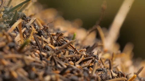 A macro of some ants in an anthill Video stock 118977421