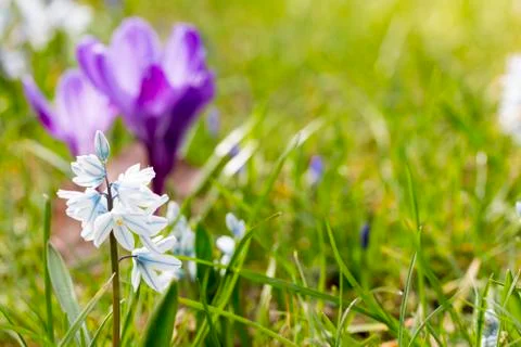 Macro of some purple crocus in spring Stock Photos