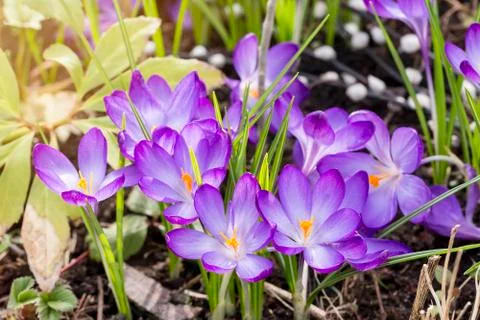 Macro of some purple crocuses in spring Stock Photos
