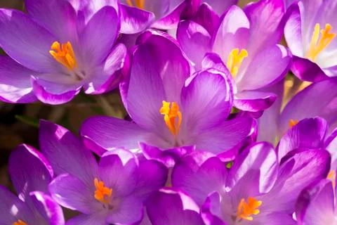 Macro of some purple crocuses in spring Stock Photos