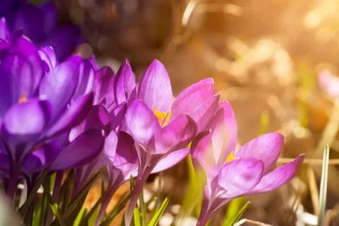 Macro of some purple crocuses in spring Stock Photos